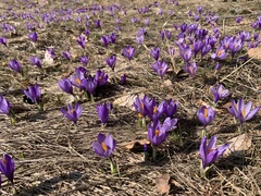 Crocus veluchensis