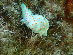 Lamprohaminoea cymbalum