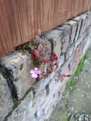 Geranium robertianum