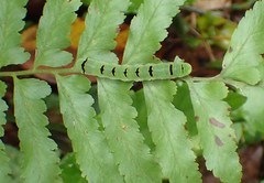 Callopistria repleta