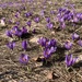 Crocuses - Photo (c) lazaroskossyfidis, some rights reserved (CC BY-NC)