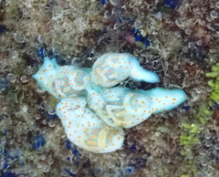 Lamprohaminoea cymbalum