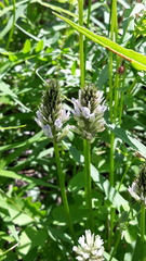 Astragalus austrosibiricus