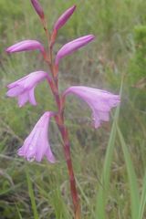 Watsonia amatolae
