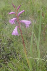 Watsonia amatolae