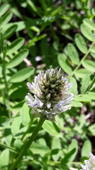 Astragalus austrosibiricus