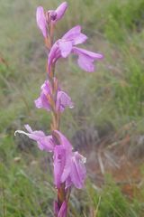 Watsonia amatolae