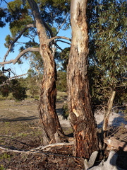 Eucalyptus leucoxylon stephaniae
