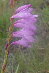 Watsonia amatolae
