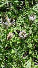 Astragalus austrosibiricus