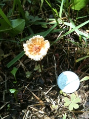 Crinipellis scabella