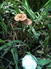 Crinipellis scabella