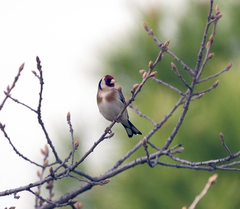 Carduelis carduelis