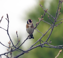 Carduelis carduelis