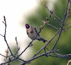 Carduelis carduelis