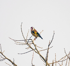 Carduelis carduelis