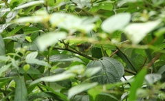 Phyllergates cucullatus