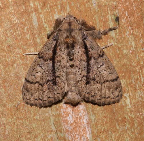 Tephra Tussock Moth photo 2