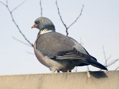 Columba palumbus