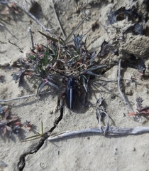 Dorcadion cinerarium