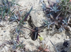 Dorcadion cinerarium