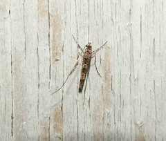 Conopomorpha cyanospila