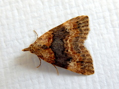 Alapadna pauropis