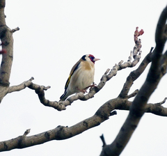 Carduelis carduelis