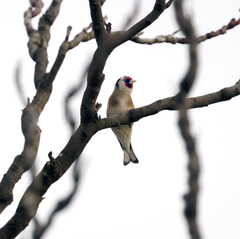 Carduelis carduelis