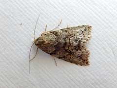 Calathusa basicunea