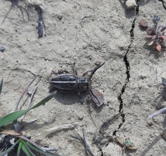 Dorcadion cinerarium