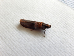 Calguia defiguralis