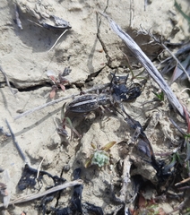 Dorcadion cinerarium