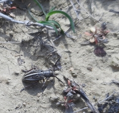 Dorcadion cinerarium