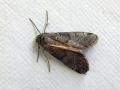 Corula geometroides