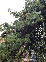 Cercis siliquastrum