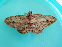 Didymoctenia exsuperata