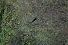 Neurobasis luzoniensis