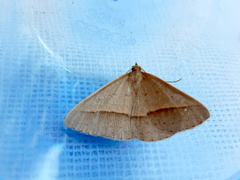 Epidesmia chilonaria