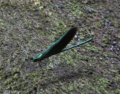 Neurobasis luzoniensis