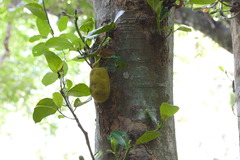 Artocarpus heterophyllus
