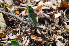 Lyriocephalus scutatus