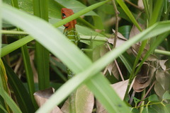Calotes calotes