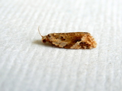 Euphona euphona