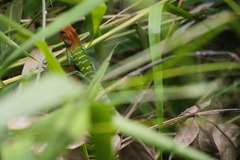 Calotes calotes