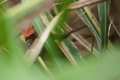 Calotes calotes
