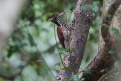 Chrysocolaptes stricklandi