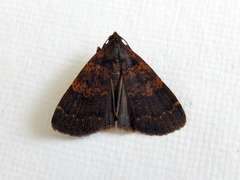 Hydrillodes funestalis