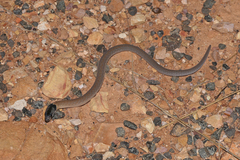Pygopus schraderi