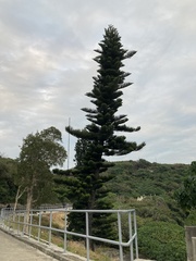 Araucaria heterophylla